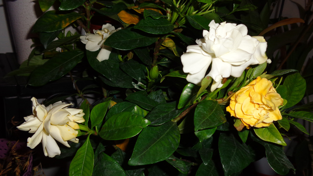 Гардения (Gardenia) - Page 23 - Форум HobbyKafe.com