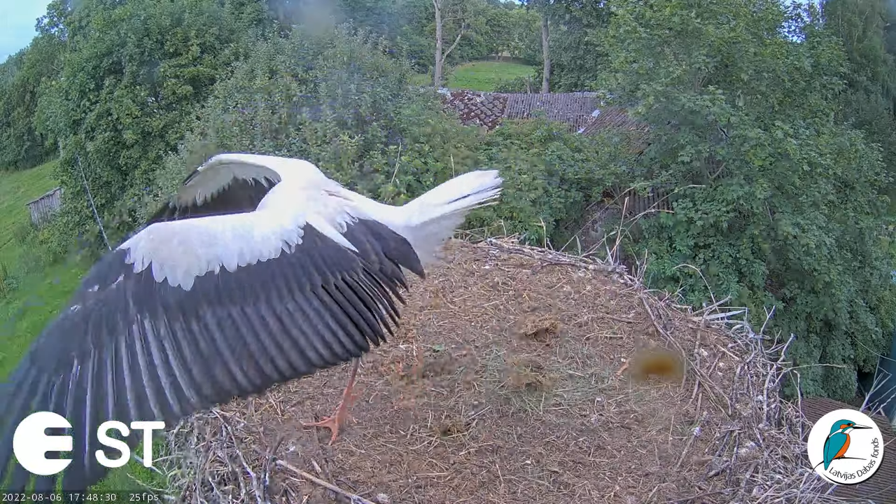 Baltie stārķi (Ciconia ciconia) Tukuma novadā - LDF tiešraide __ White storks in Tukums, Latvia 13-4