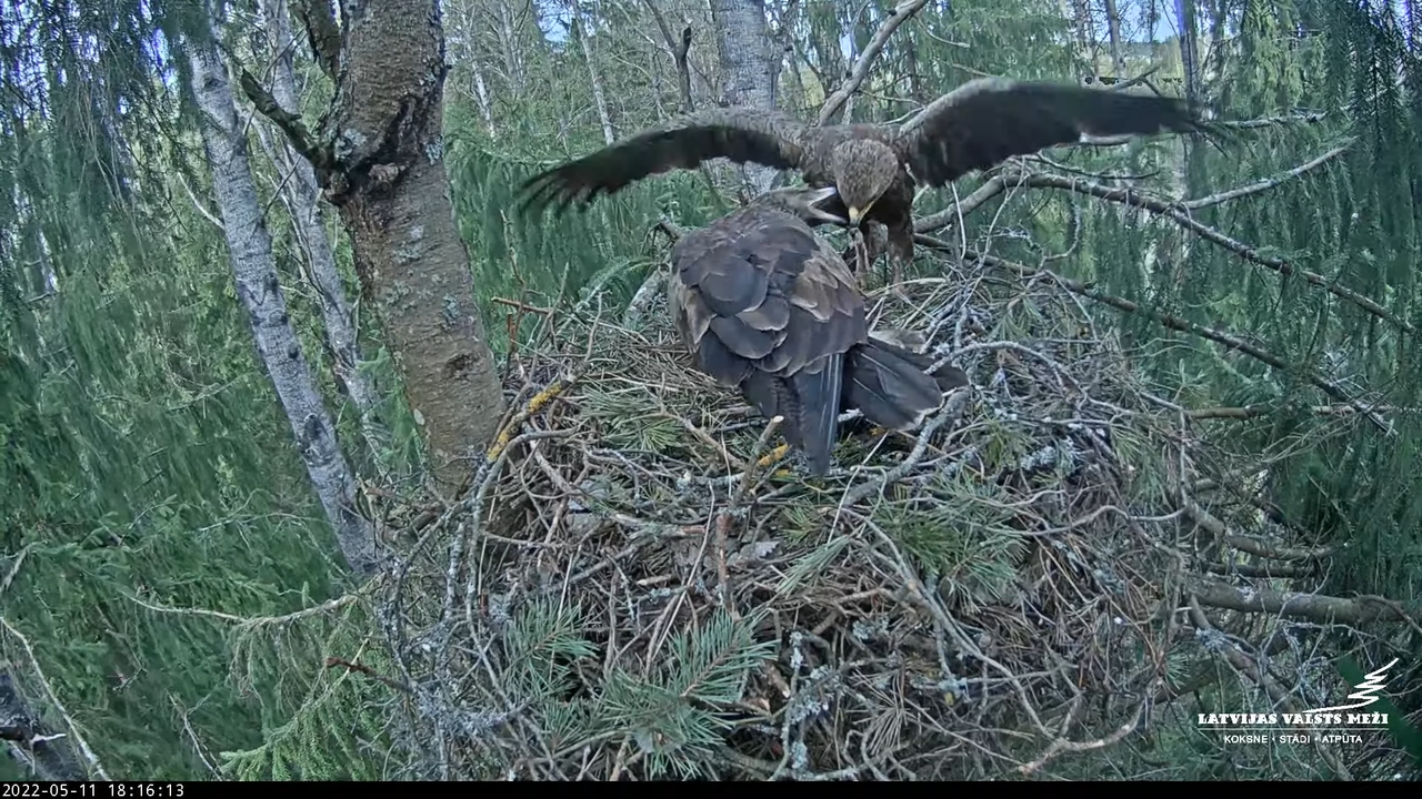 LVM mazais ērglis Lielā sala, egle – Lesser Spotted Eagle 9-16-10 screenshot (1)