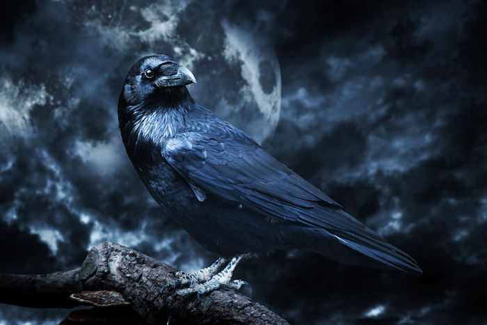 raven2.jpg