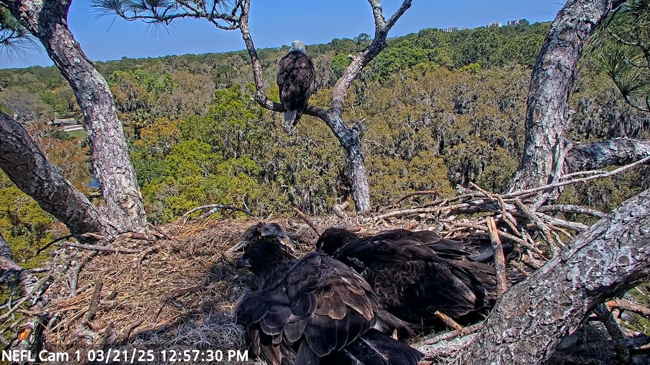 NEFL Cam 1 — tiešraidē Bald Eagle Cam 15-56-13 screenshot