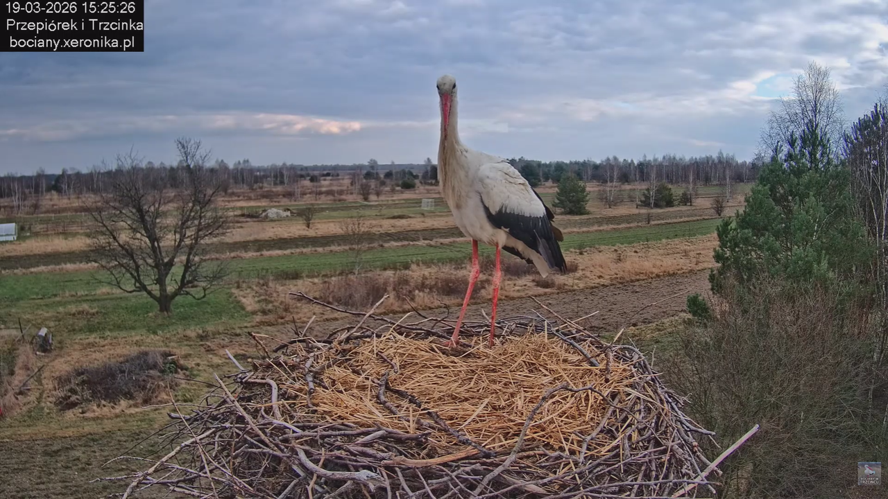 19032026 Powrót Przepiórka 11