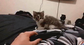cats-2.gif