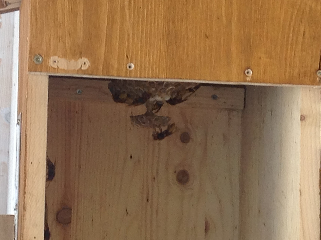 Vespa crabro germana 18 Juli 2015 4. Etage 3BS