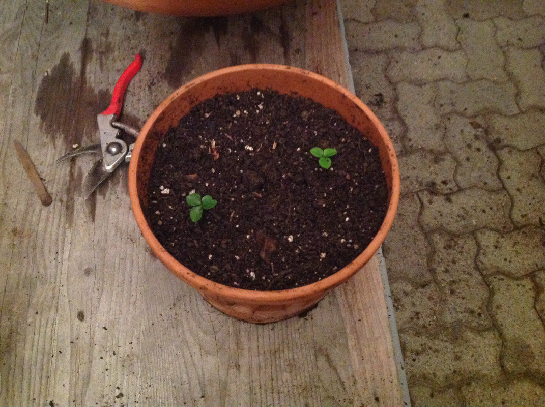 Helleborus & Schneeglöck- chen aus 1792 4.Feb.16