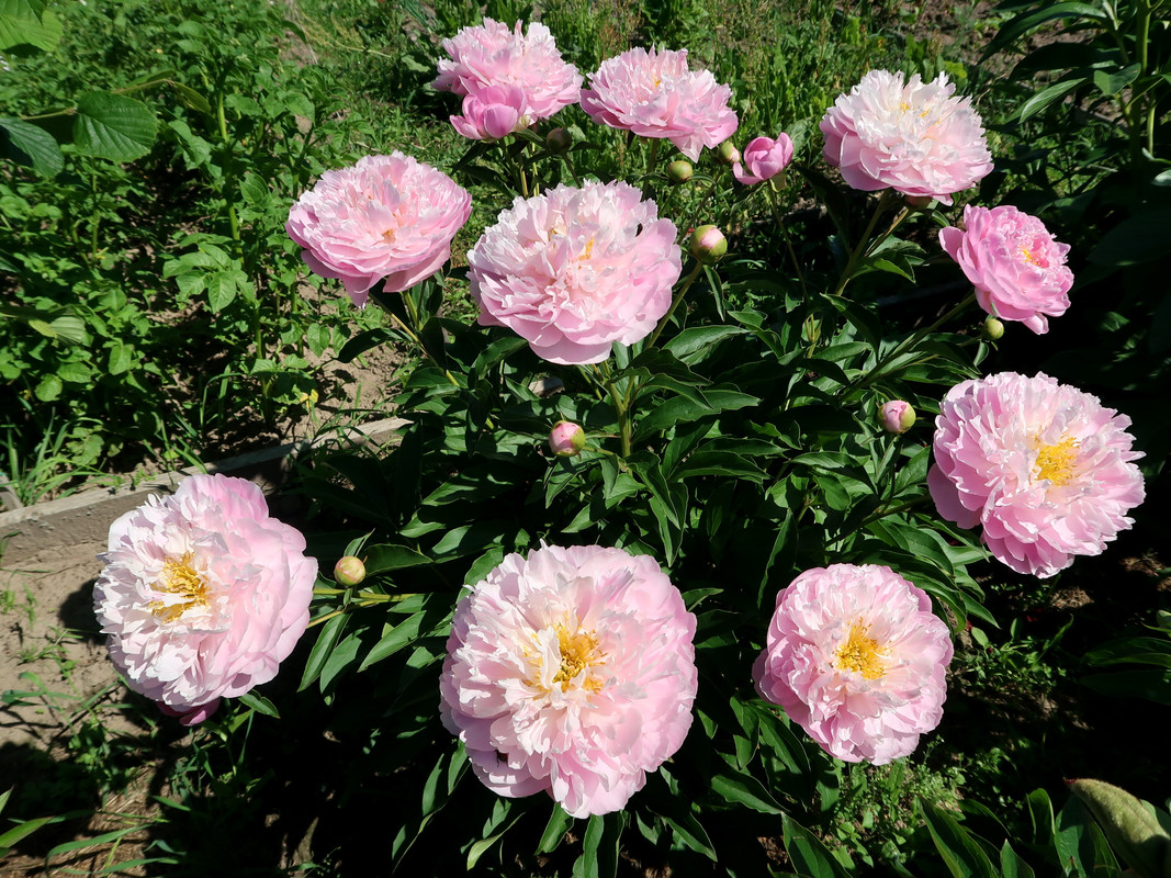 Пион Pink Charmer 5