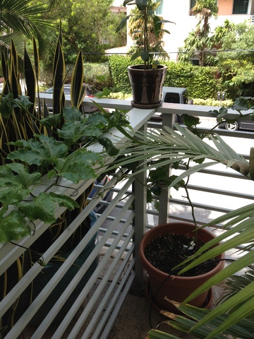 Our Garden 004