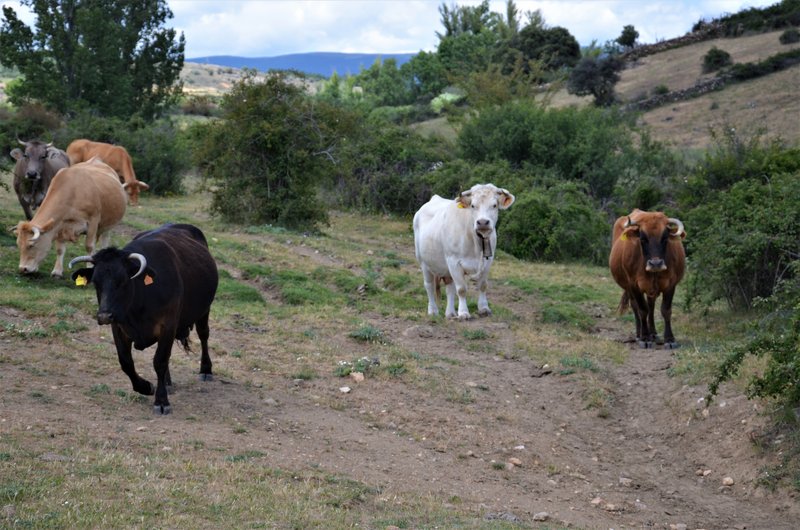 EMBALSE PUENTES VIEJAS, FORTINES Y ANIMALES-24-5-2014-MADRID - Paseando por España-1991/2016 (35)
