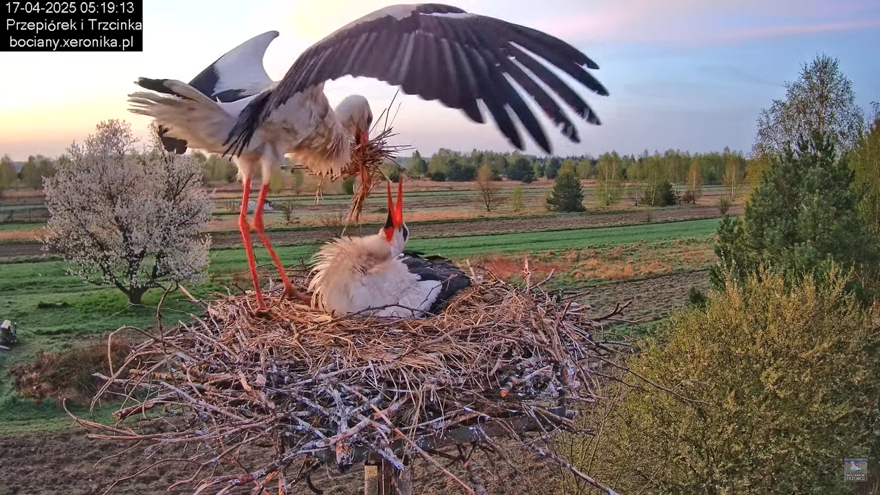 17042025bociany1