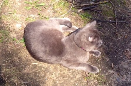 КотСерыйЛена (2)