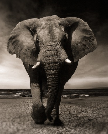 elephant.png