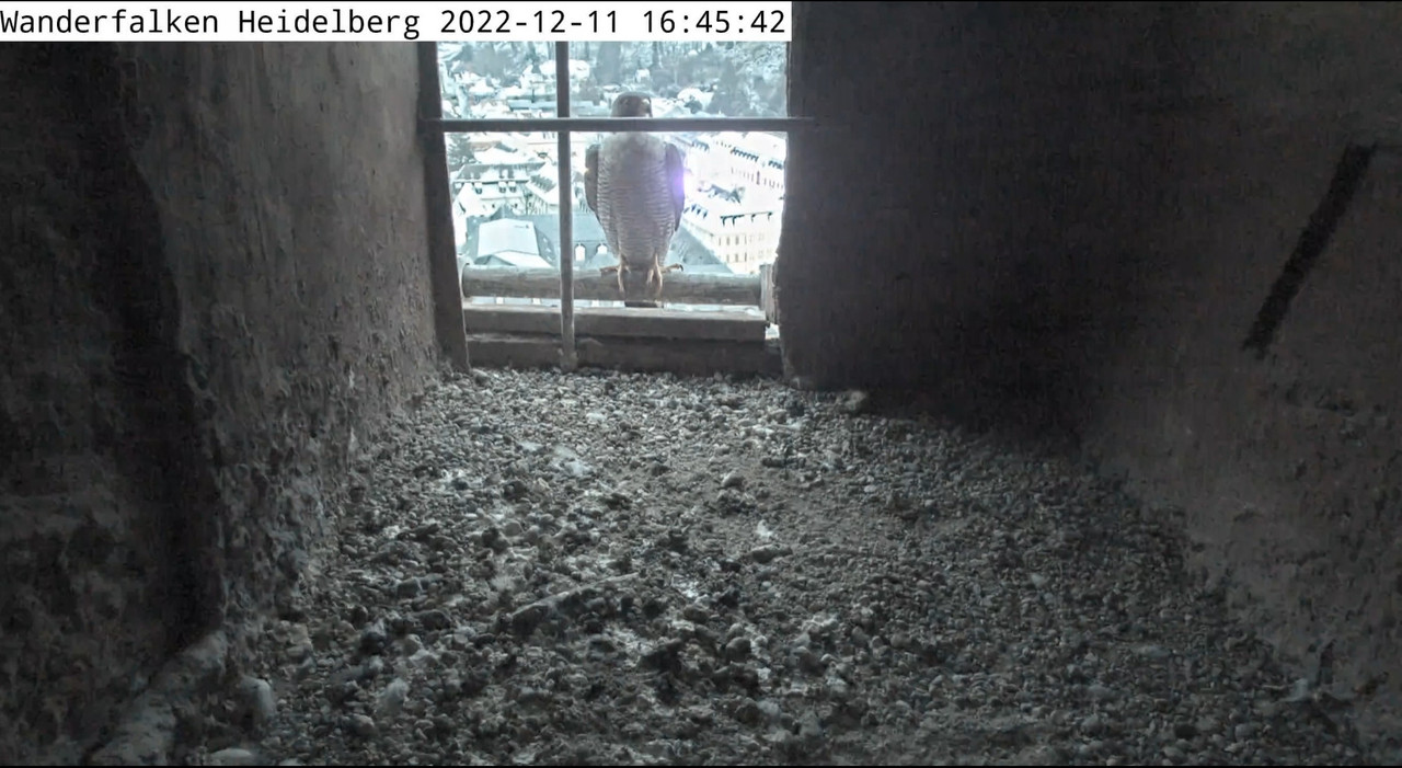 Wanderfalken Heidelberg. 2022-12-11-164750