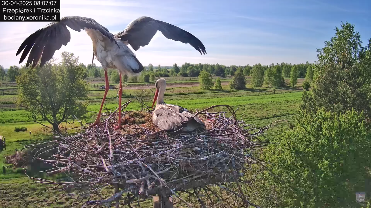 30042025bociany_11