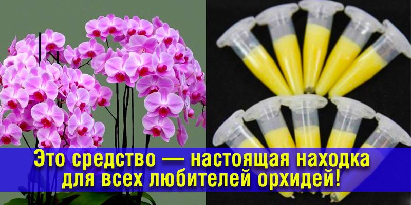 Картофельные цветки - натуральное средство для стабилизации кровяного давления