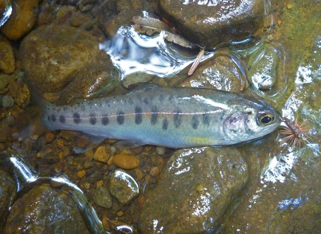 2022-09-01 3 - wild rainbow #6