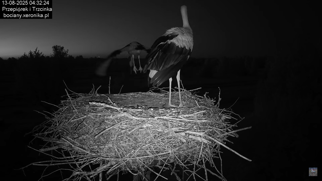 13082025bociany2
