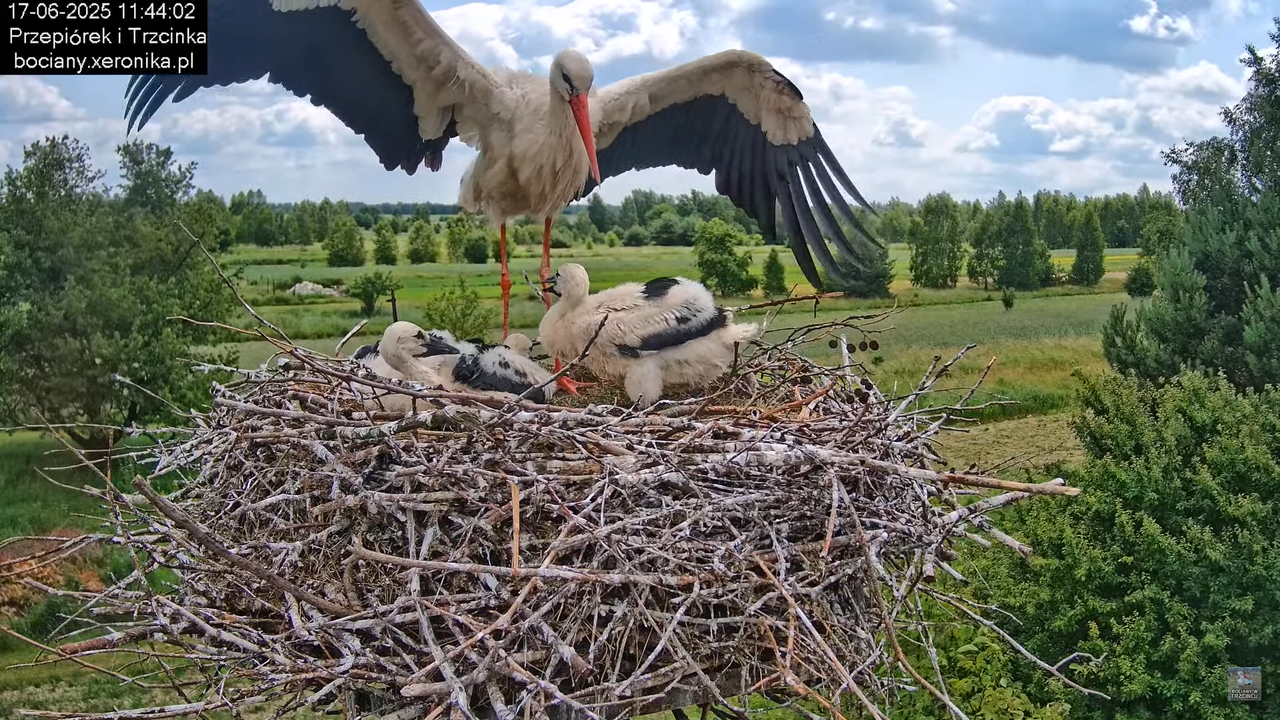 17062025bociany40