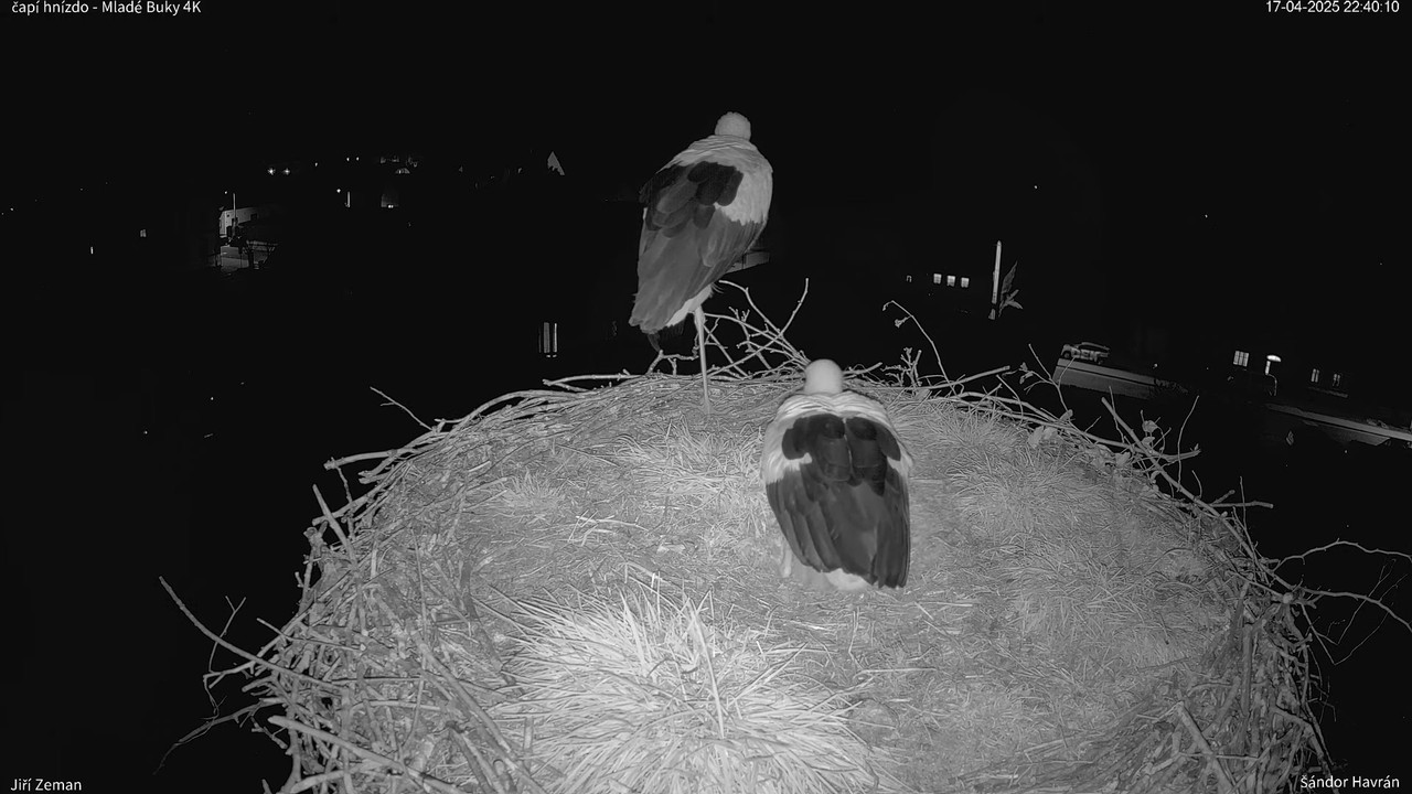 Tiešraides kamera — Mladé Buky — stārķa ligzda 4K 14-7-25 screenshot
