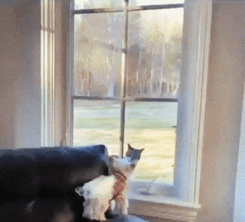 32.gif