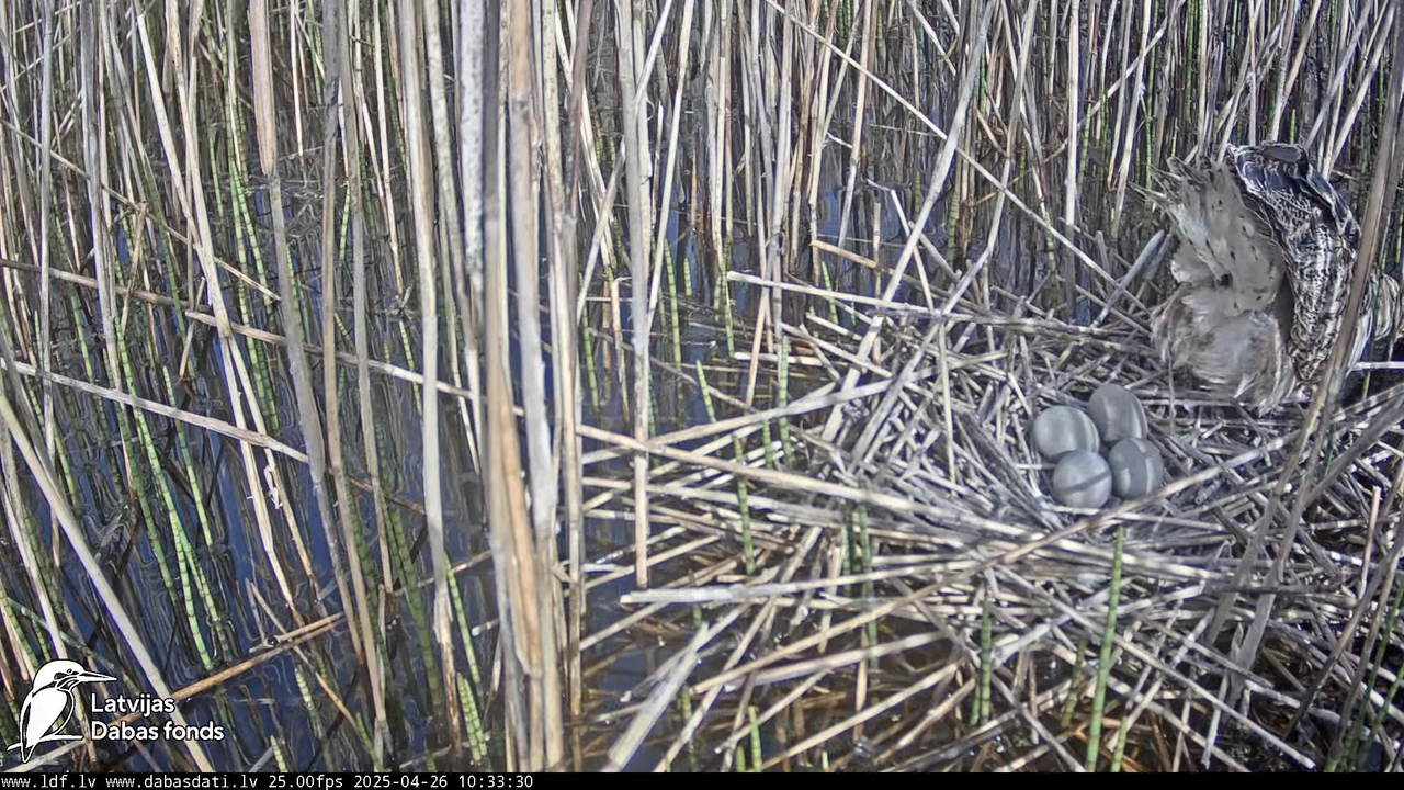 LDF Lielais dumpis (Botaurus stellaris) Zemītes pagastā 12-28-0 screenshot
