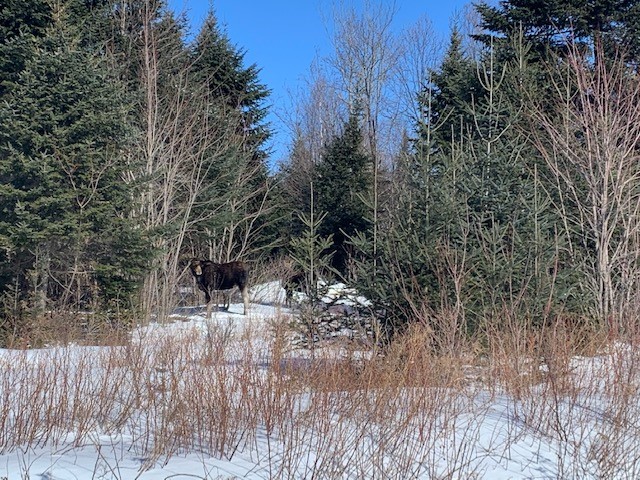 moose
