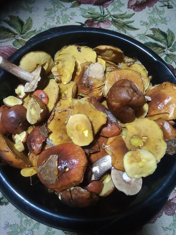 маслята 11.10.22