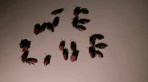 9p8X.gif