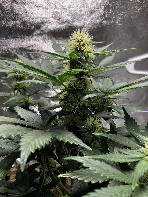 1B978A38-580F-4B9D-8651-DC03BF1C5D59