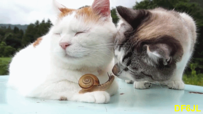 Katzen-01a