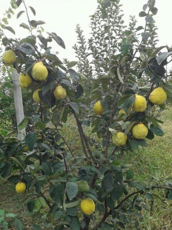 2015-10-18-21-55-57_5695