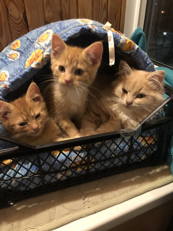 71CD7A54-1899-41DA-AD93-4A271CC607F4