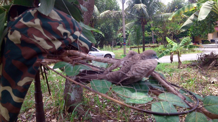 Terong, Perak -  270313 (2)