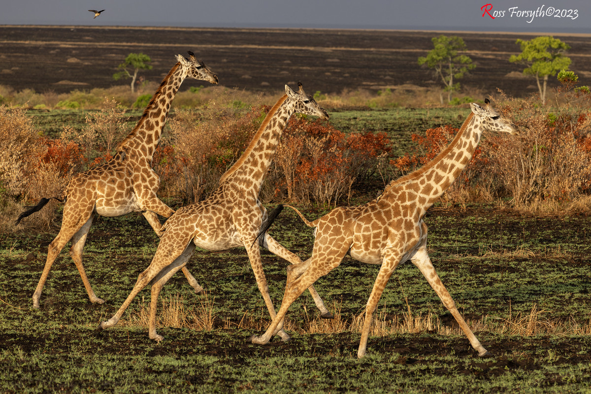 _5RF7543-CR3_DxO_DeepPRIMEXD