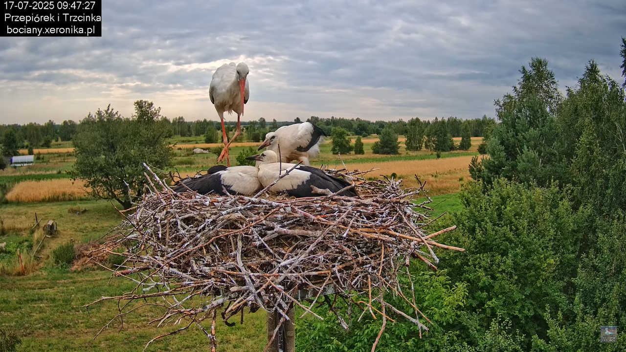 17072025bociany29
