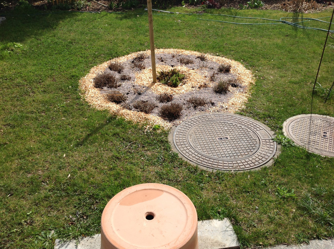 Gartenarbeiten Lavendel 3.April 2015 (A)