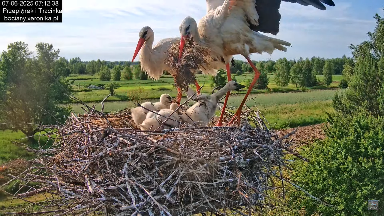 07062025bociany11