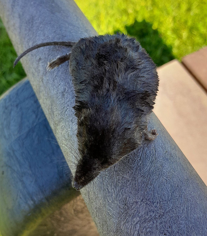 COMMON SHREW 3