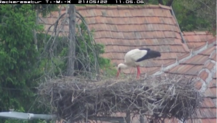 2021-05-22_111735szedi vissza