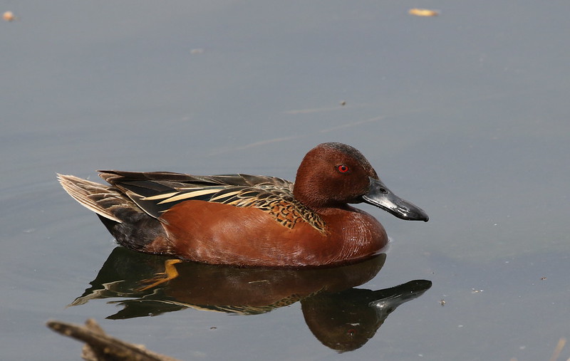 brown-cinamon-teal-duck.jpg