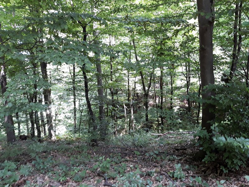 Slika