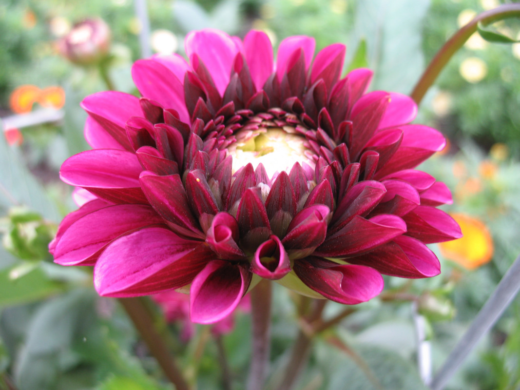 Lawn and Gardens 07.05.2017  (6)