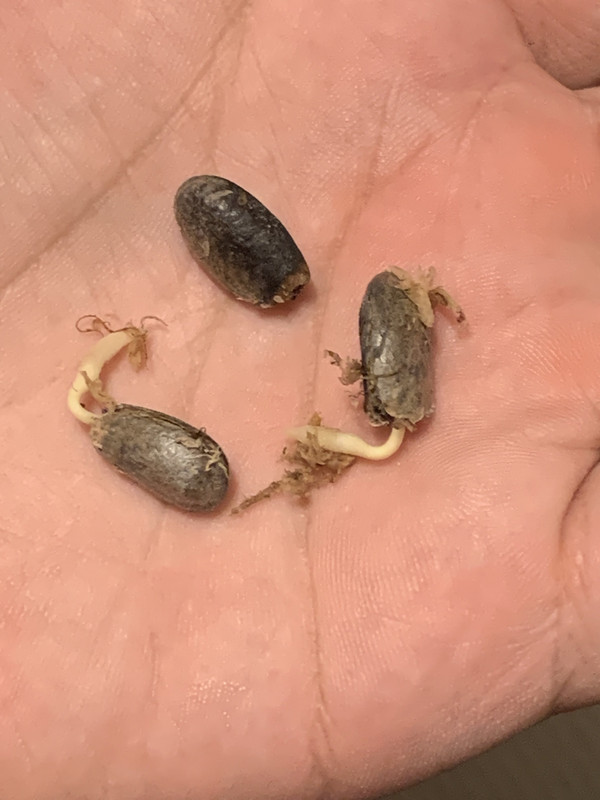 Annona lisa seeds