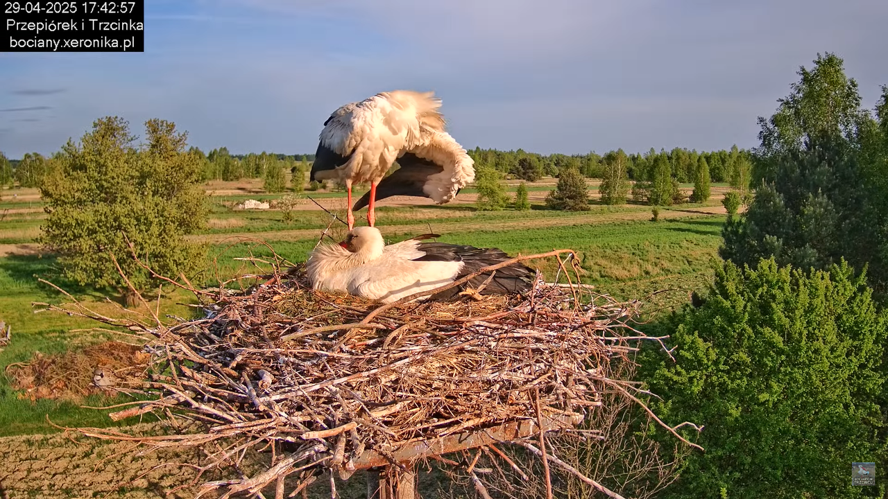 29042025bociany25