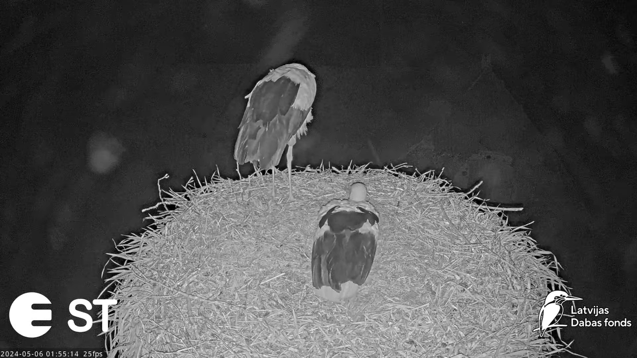 Baltie stārķi (Ciconia ciconia) Tukuma novadā - LDF tiešraide __ White storks in Tukums, Latvia 6-11