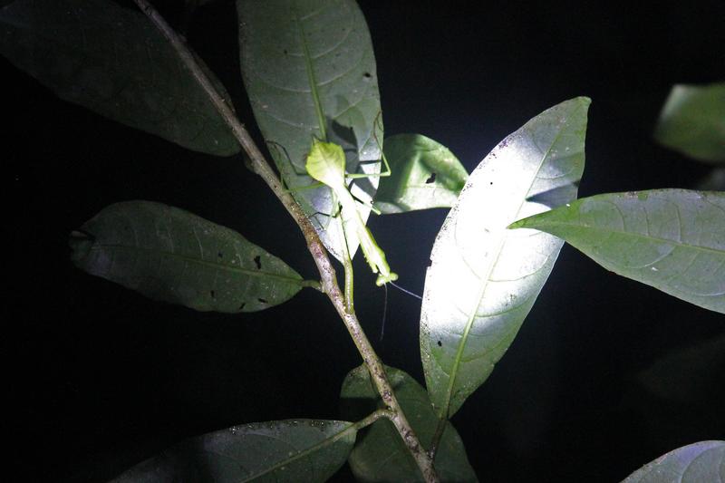 DE TORTUGAS Y PEREZOSOS. COSTA RICA 2019 - Blogs de Costa Rica - DIA 11: TIROLINAS EN MONTEVERDE Y TOUR NOCTURNO POR LA SELVA (59)