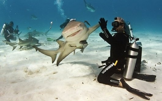 Shark-high-five.jpg