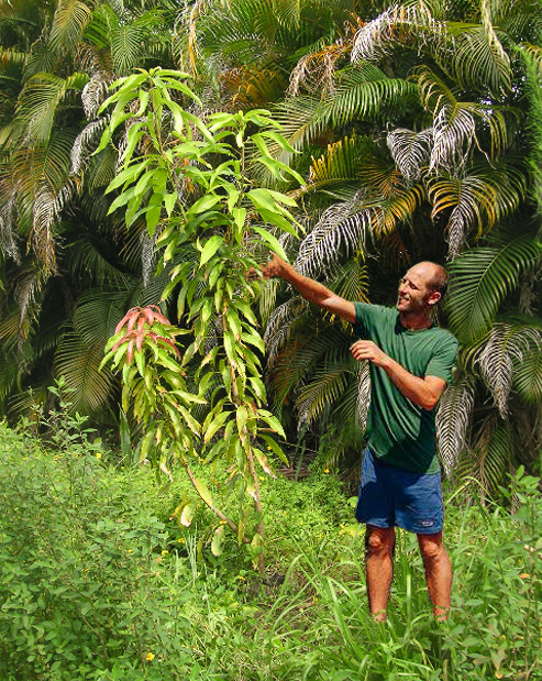 2_year_old_mango_seedling