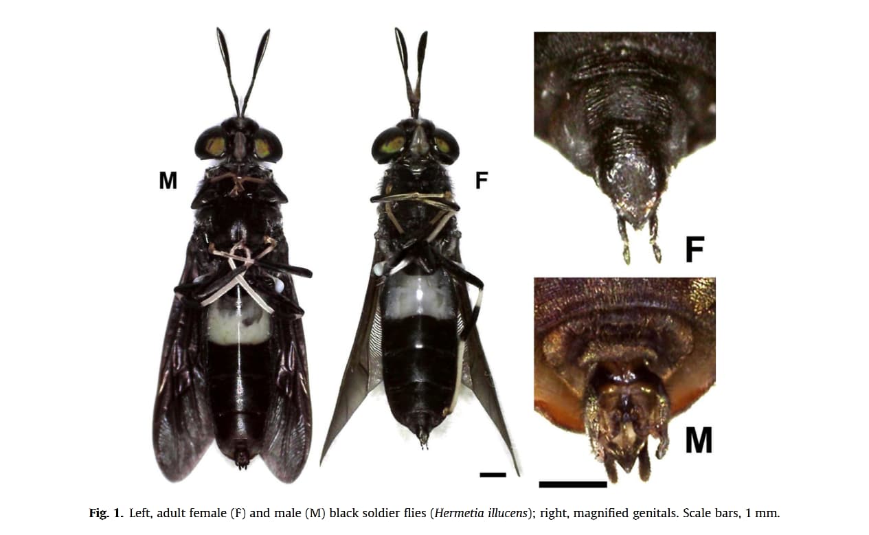 male-female-black-soldier-fly-genitals.jpg