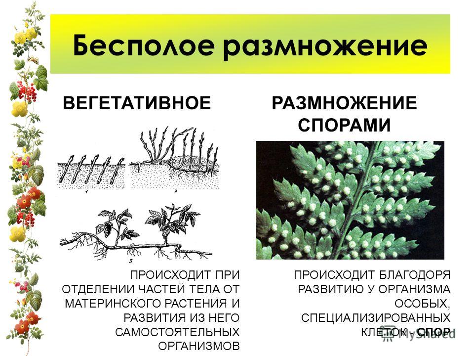 Размножение грошового дерева на что следует обратить внимание