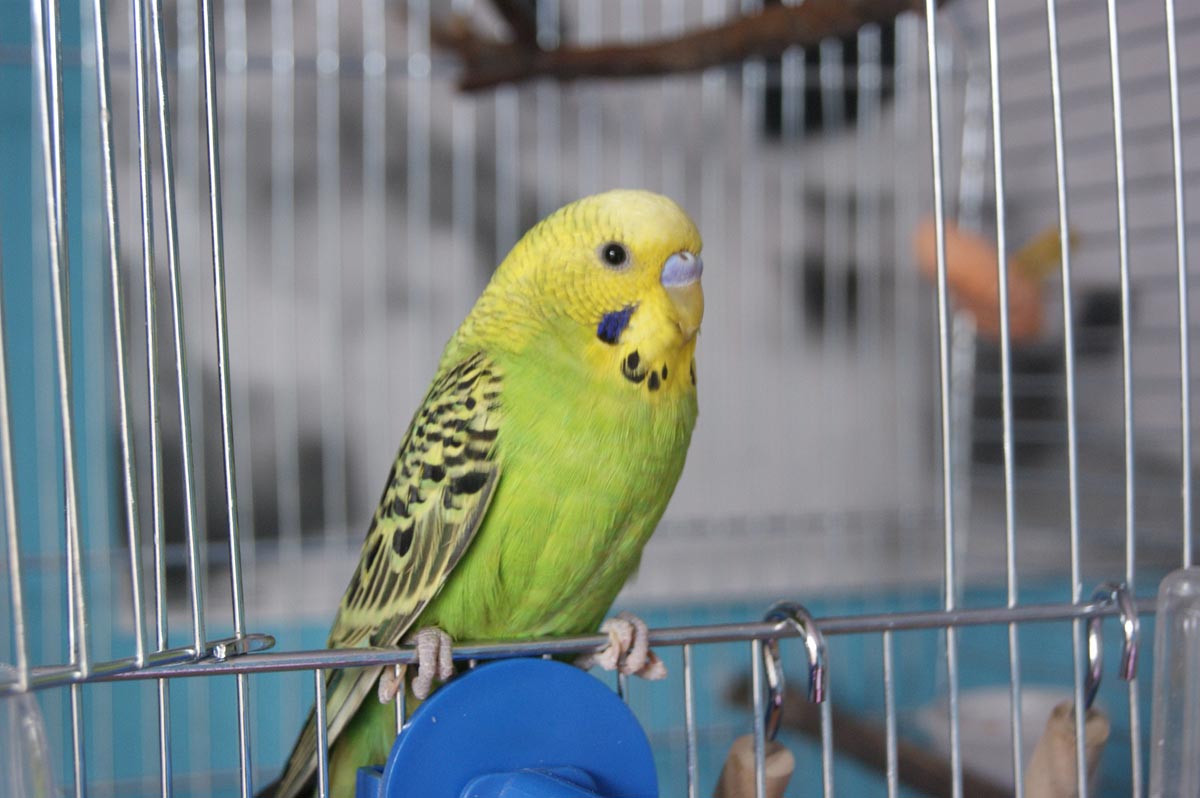 Losing feathers through stress